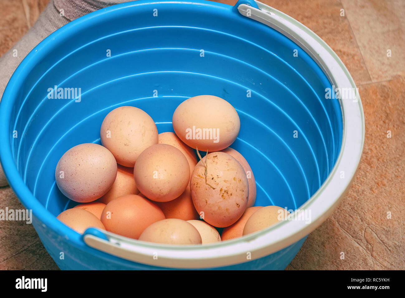 Real chicken eggs in blue bucket Stock Photo - Alamy