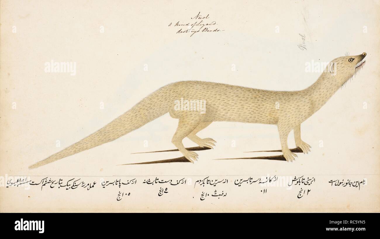 Small Indian Mongoose â€˜Herpestes auropunctatusâ€™. Wellesley Albums ...