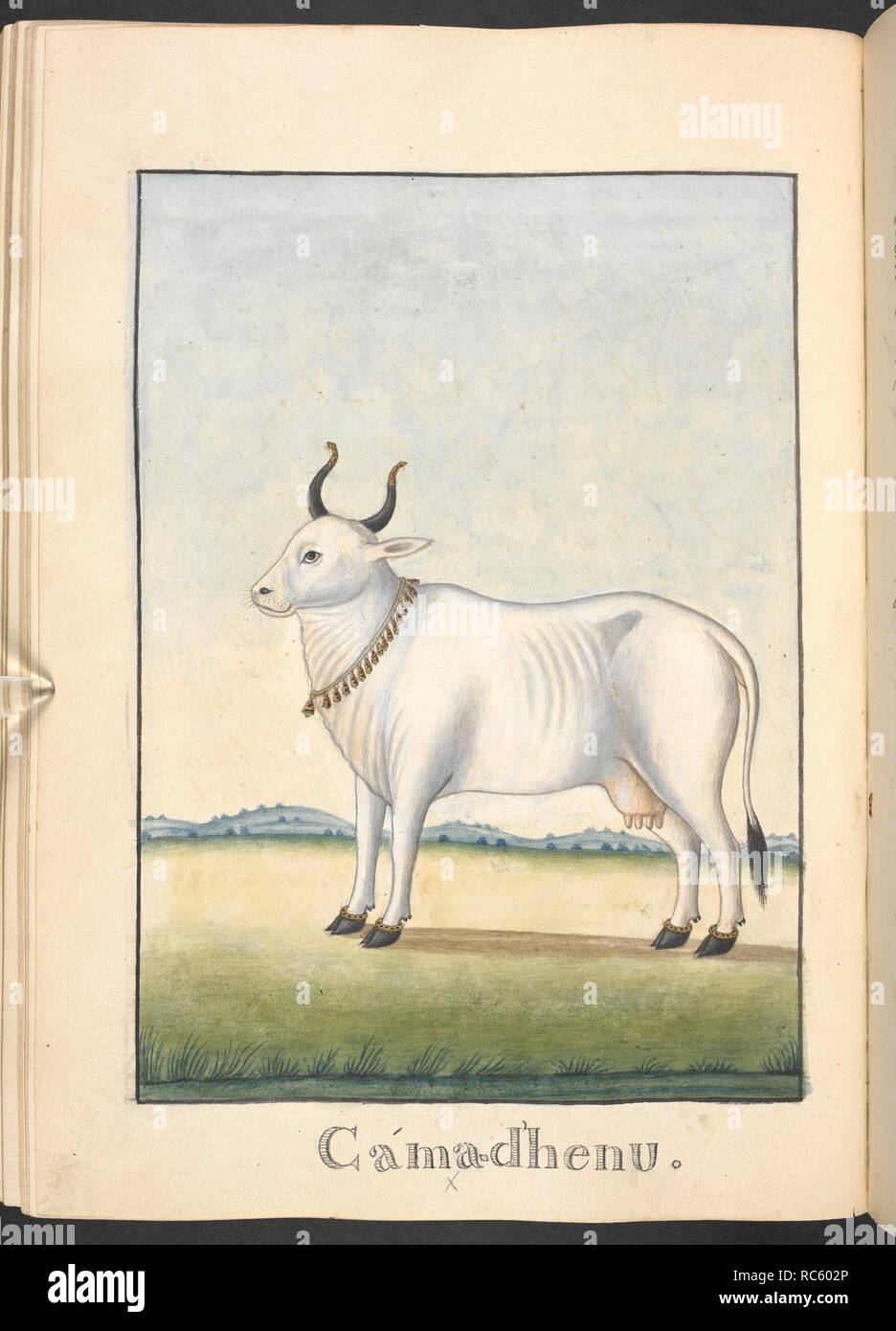 Kamadhenu Stock Photos & Kamadhenu Stock Images - Alamy