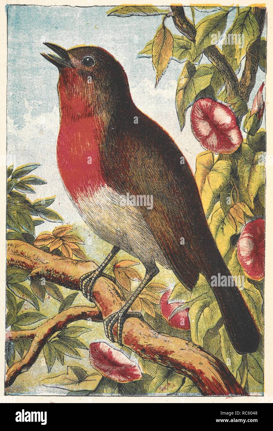 A robin singing. The Robin Redbreast Picture Book. With ... illustrations. London ; New York, [1873]. Source: 12803.aaa.62. plate 4. Author: ANON. Stock Photo