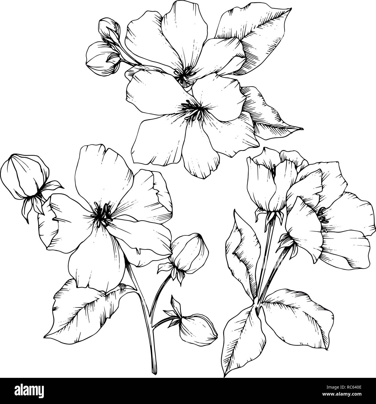 Vector Apple blossom floral botanical flower. Black and white engraved ...