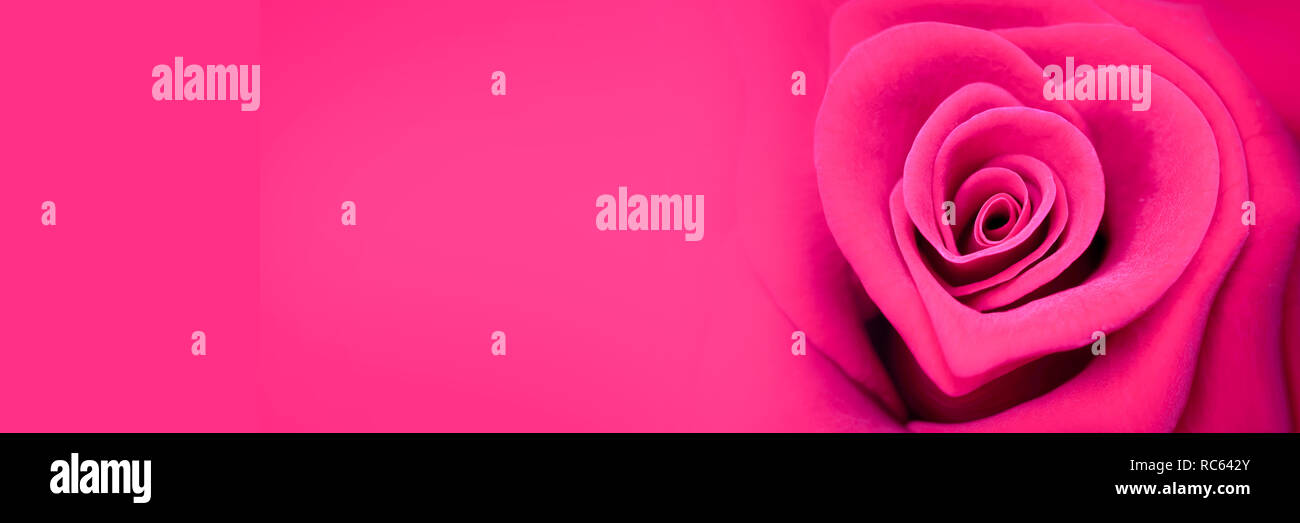 Pink Rose In The Shape Of A Heart Valentines Day Web Banner Stock