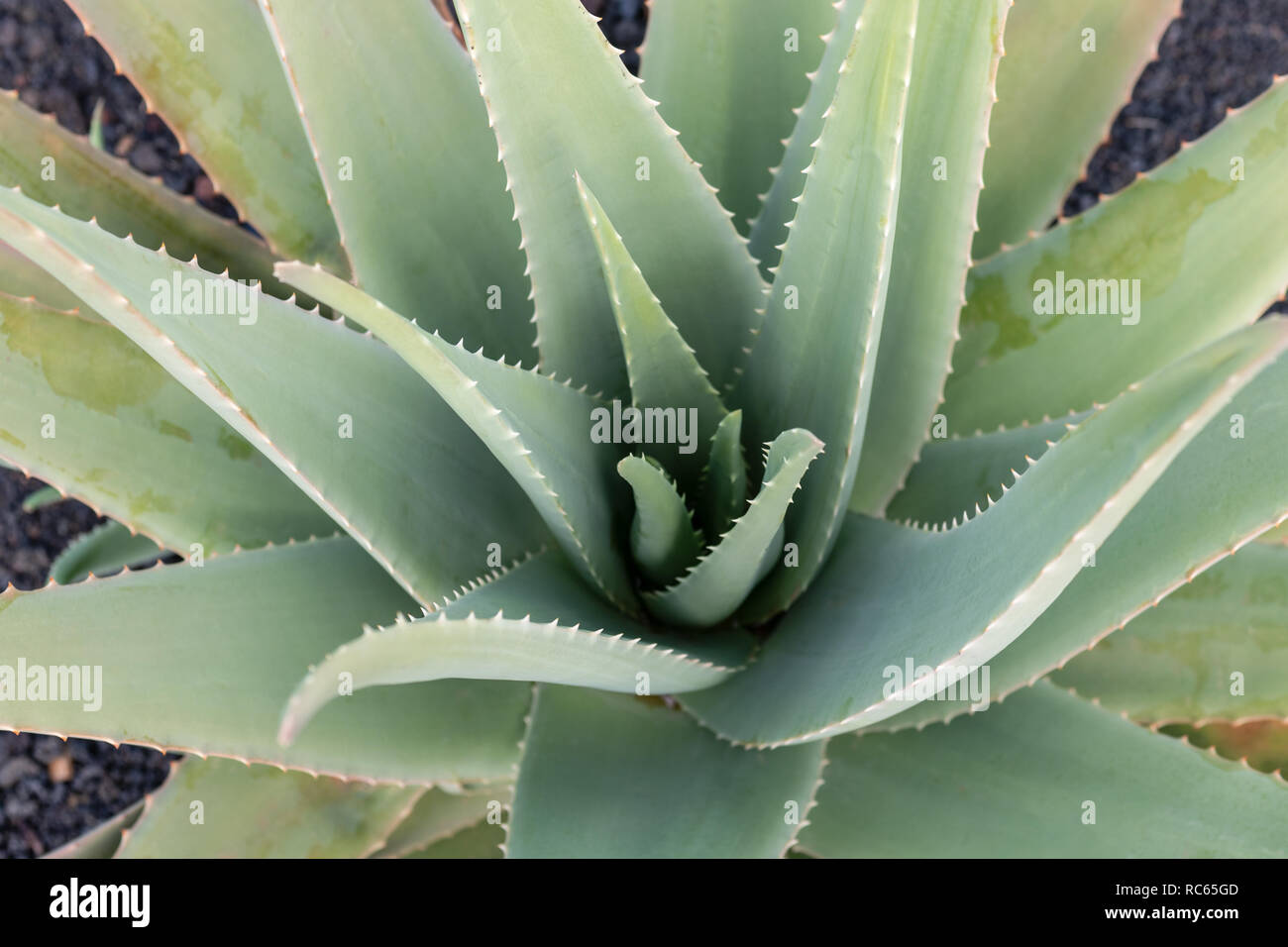 cleopatra and aloe vera Aloe 'Cleopatra' – Surreal Succulents
