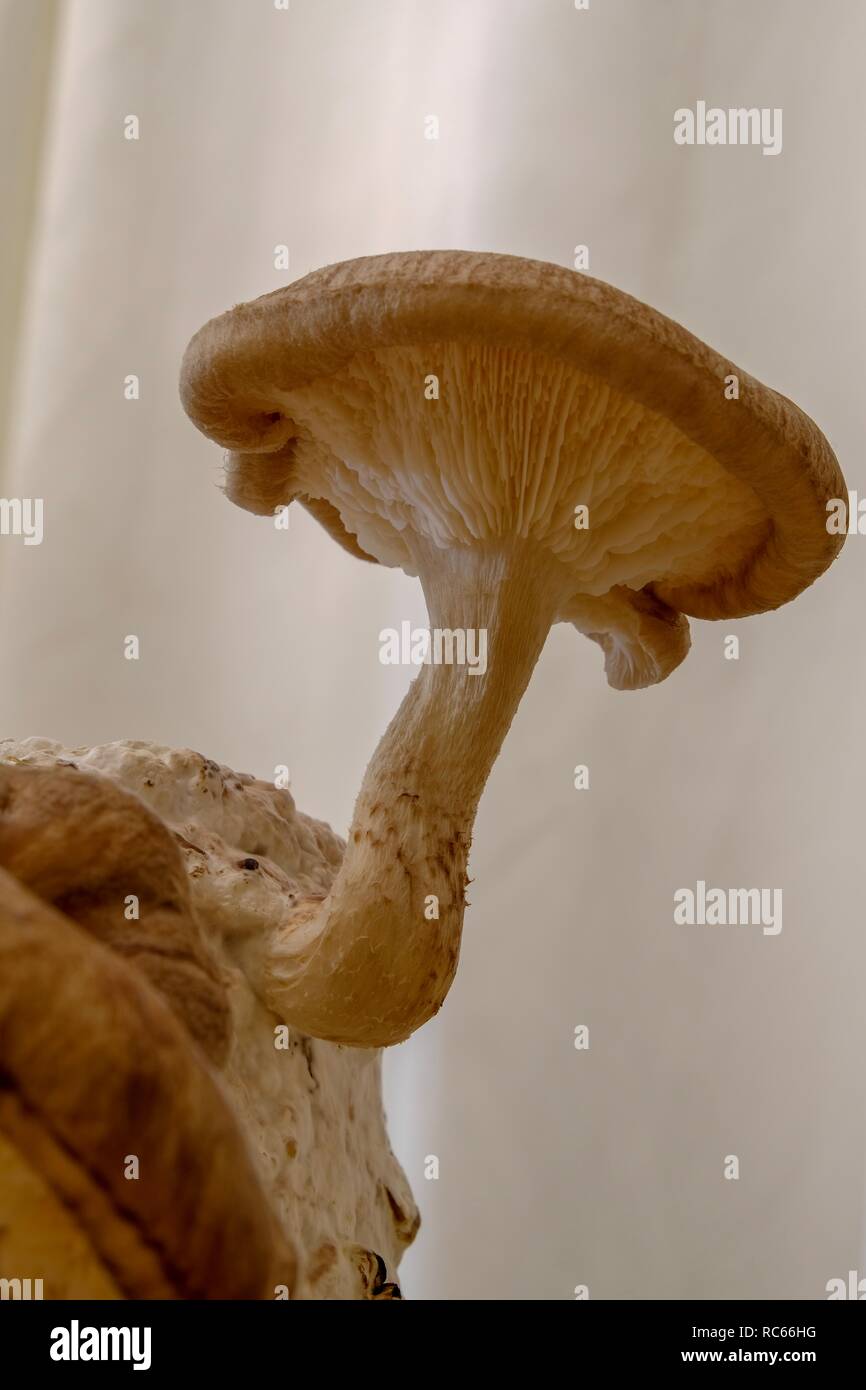 Shiitake mushroom sprouting from a block of growing media. Stock Photo