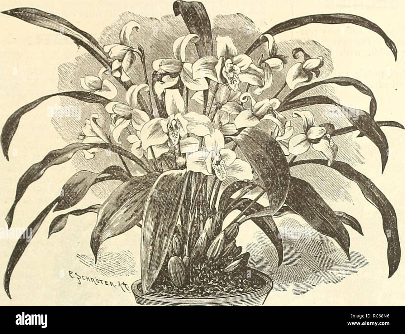 https www alamy com dreers garden calendar 1891 seeds catalogs nursery stock catalogs gardening catalogs flowers seeds catalogs fruit seeds catalogs ror garden and greenhouse m lycaste skinneri cool greenhouse orchids continued liselia autumiialis a lovely and showy orchid it produces on spikes its blooms of from six to nine the sepals and petals are of a beautiful purple color lip rose and white with yellow in the centre the flowers are four inches across december and january 150 to 8300 xiselia autumiialis atrorubens flowers rich red dish or magenta purple deepest towards the tip image231249234 html