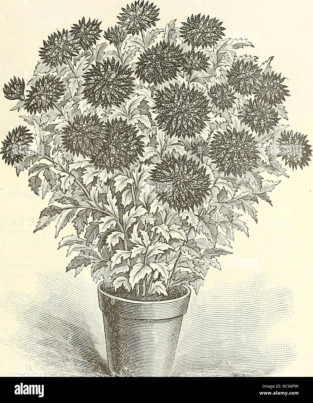 . Dreer's garden calendar : 1891. Seeds Catalogs; Nursery stock Catalogs; Gardening Catalogs; Flowers Seeds Catalogs; Fruit Seeds Catalogs. FOR GARDEN AND GREENHOUSE. 10-3 JAPANESE CHRYSANTHEMUMS. Continued. Mrs. Cleveland. Veiy fine pure white, petals tubular, very regularly arranged, forming almost a perfectly globular flower. Mrs. W, A. Harris. A most distinct variety, flowers very large, and of a delicate shade of creamy white and pink ; petals loosely arranged and wavy. Mrs. W. Meucke. Briglitest shade of yellow; petals slender, and of peculiar shape. Mrs. Jones. A magnificent late golden Stock Photo