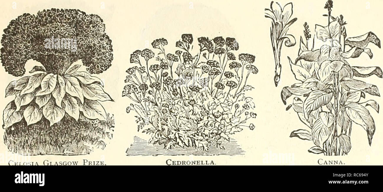 . Dreer's garden calendar : 1891. Seeds Catalogs; Nursery stock Catalogs; Gardening Catalogs; Flowers Seeds Catalogs; Fruit Seeds Catalogs. 'Xb J^OJ? THE FLOWER GARDEN. 61 Carnation.. Lllcsia LILAbGo^ Prize, Canna. CAN DYTU FT-Continued. PER PKT. 5386 Umbellata Carminea. This new variety is of dwiirt', ciiinpact liabit, and bears a mass of extra fine (•armiiie bloom ; H indies 10 5390 Fine Mixed. All the above tall-irrowing vari- eties; 1 foot. Peroz.j20cts 5 53S0 Empress, or Snow Queen. A complete mass of ])ure white llowers, borne on a candelabra- shaped plant 10 5387 Liiibellata Nana, Mixe Stock Photo