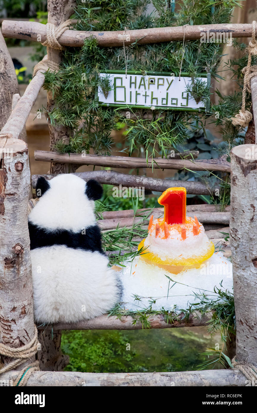 Kuala Lumpur Malaysia 14th Jan 2019 A Baby Giant Panda Sits With Her Birthday Cake On Her One Year Old Birthday At The Malaysian National Zoo Near Kuala Lumpur Malaysia Jan 14