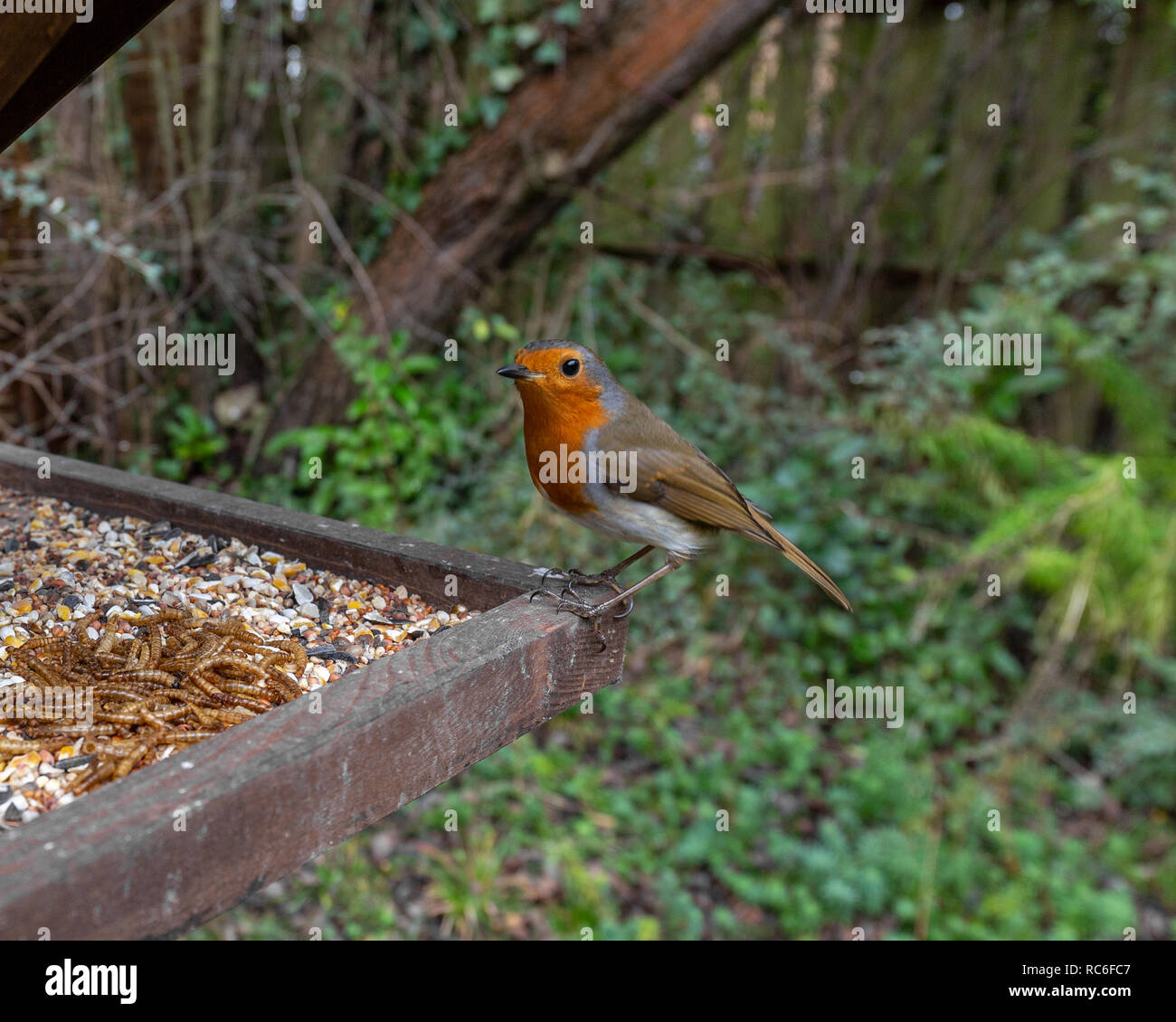 Cambridge, UK. 14th Jan, 2019. A European robin perched on a bird feeding table in a Cambridgeshire garden taken with a wide angle lens and a camera trap for a different perspective of Britain's favourite bird. Garden birds such as the robin rely on these feeding stations in the winter for survival. With the fast approaching cold snap and snow it is important that gardens where feeders are located are kept fully stocked up to ensure the british birds get all the help they need. Credit: Jonathan Mbu/Alamy Live News. Stock Photo