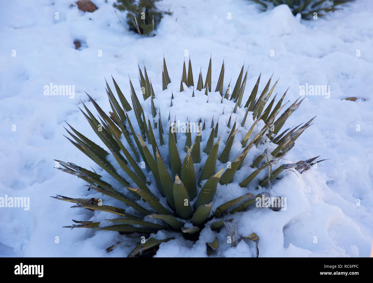 Snow on a cactus, which looks like a hedgehog, in January in the Grand  Canyon National Park in the USA one of the Seven Wonders of the World Stock  Photo - Alamy