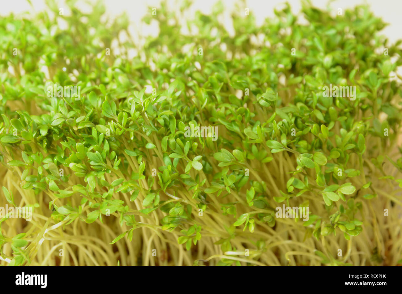 Close up on a group of cress plants. Stock Photo
