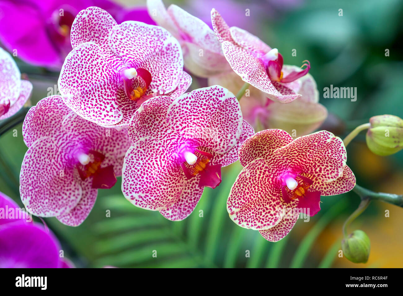 Phalaenopsis orchids flowers bloom in spring adorn the beauty of nature. Stock Photo