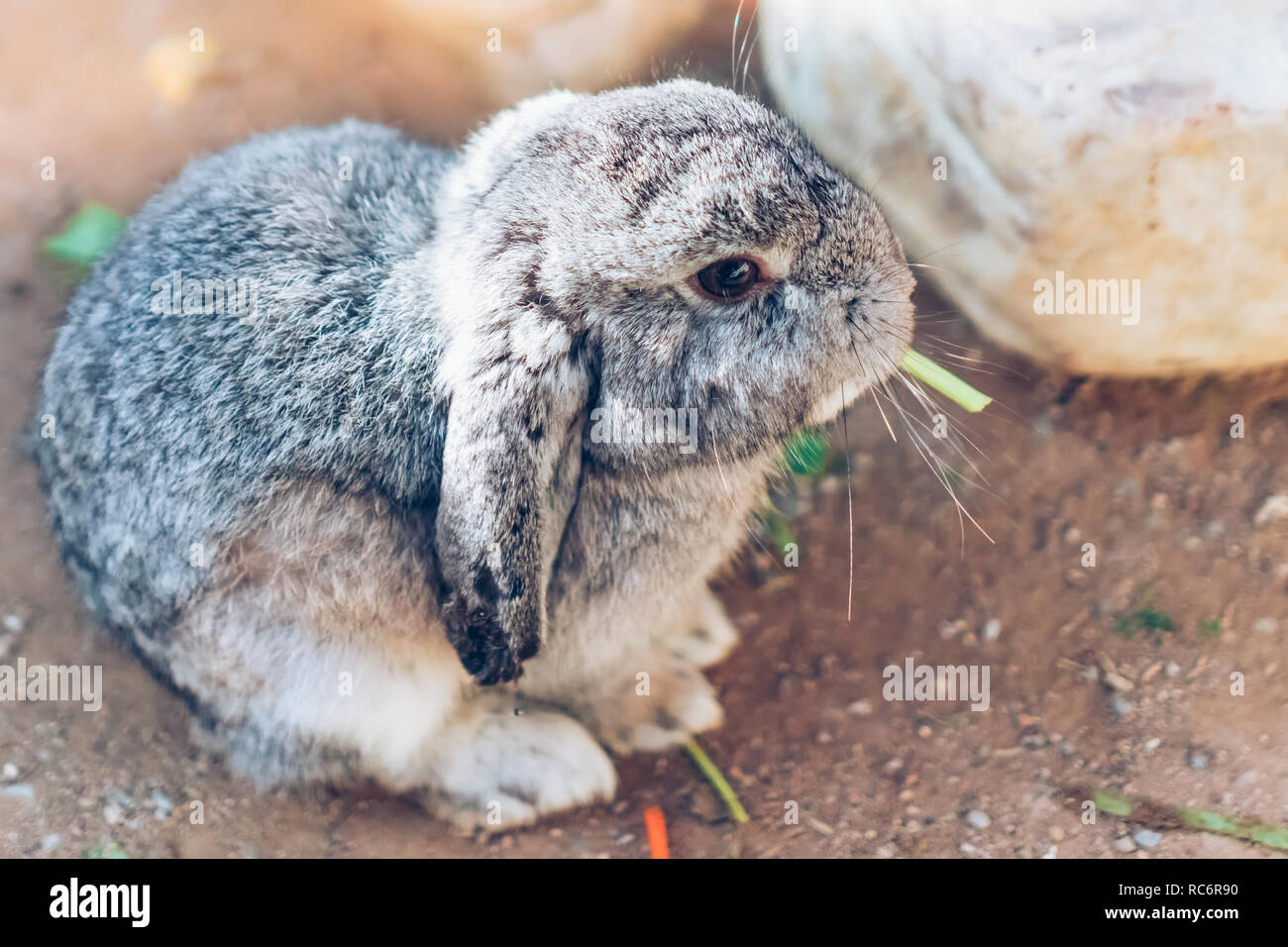 The cute rabbit is resting in garden. Stock Photo