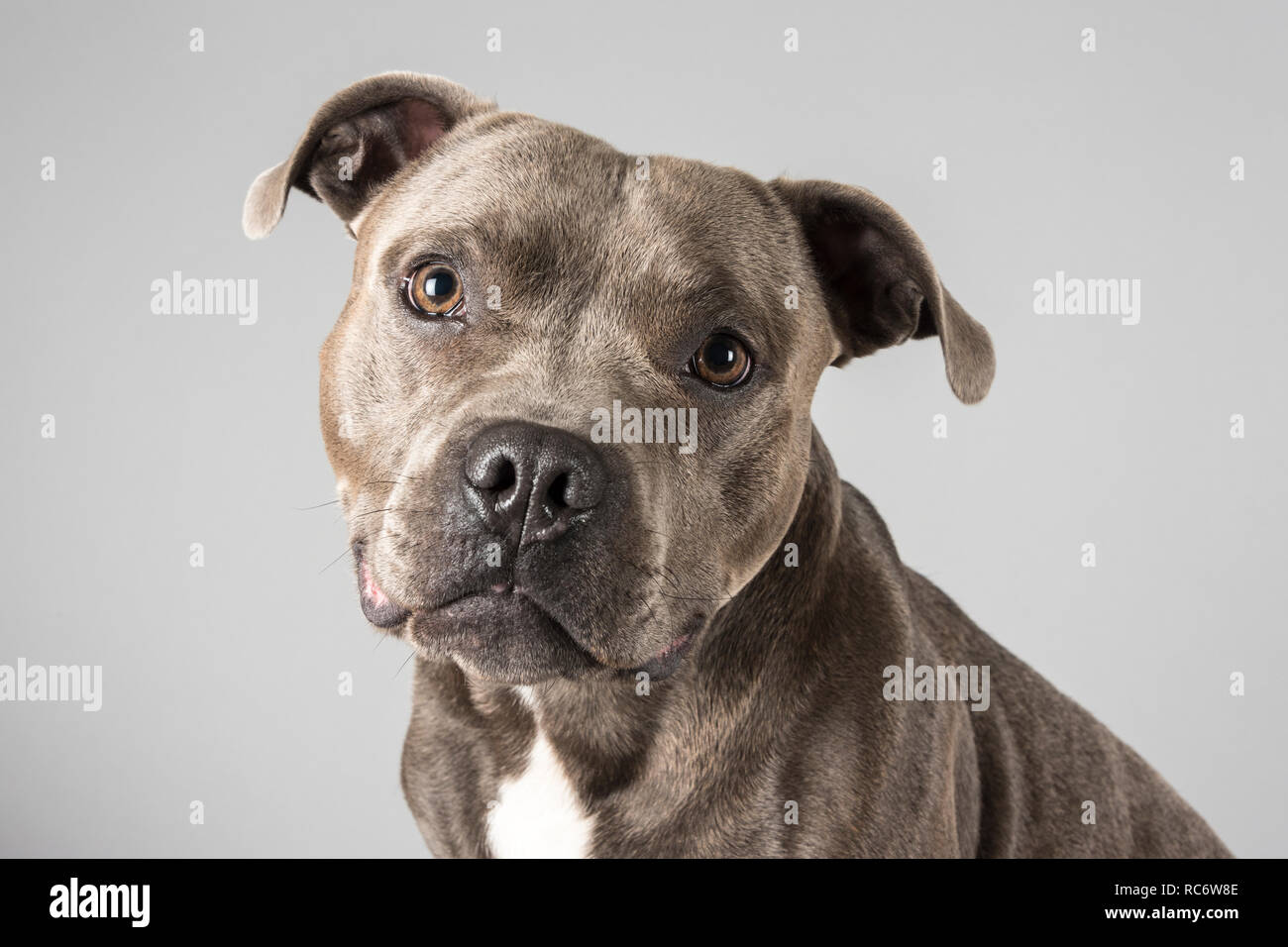 Portrait of a male, blue, Staffordshire Bull Terrier pet dog in the UK. Stock Photo
