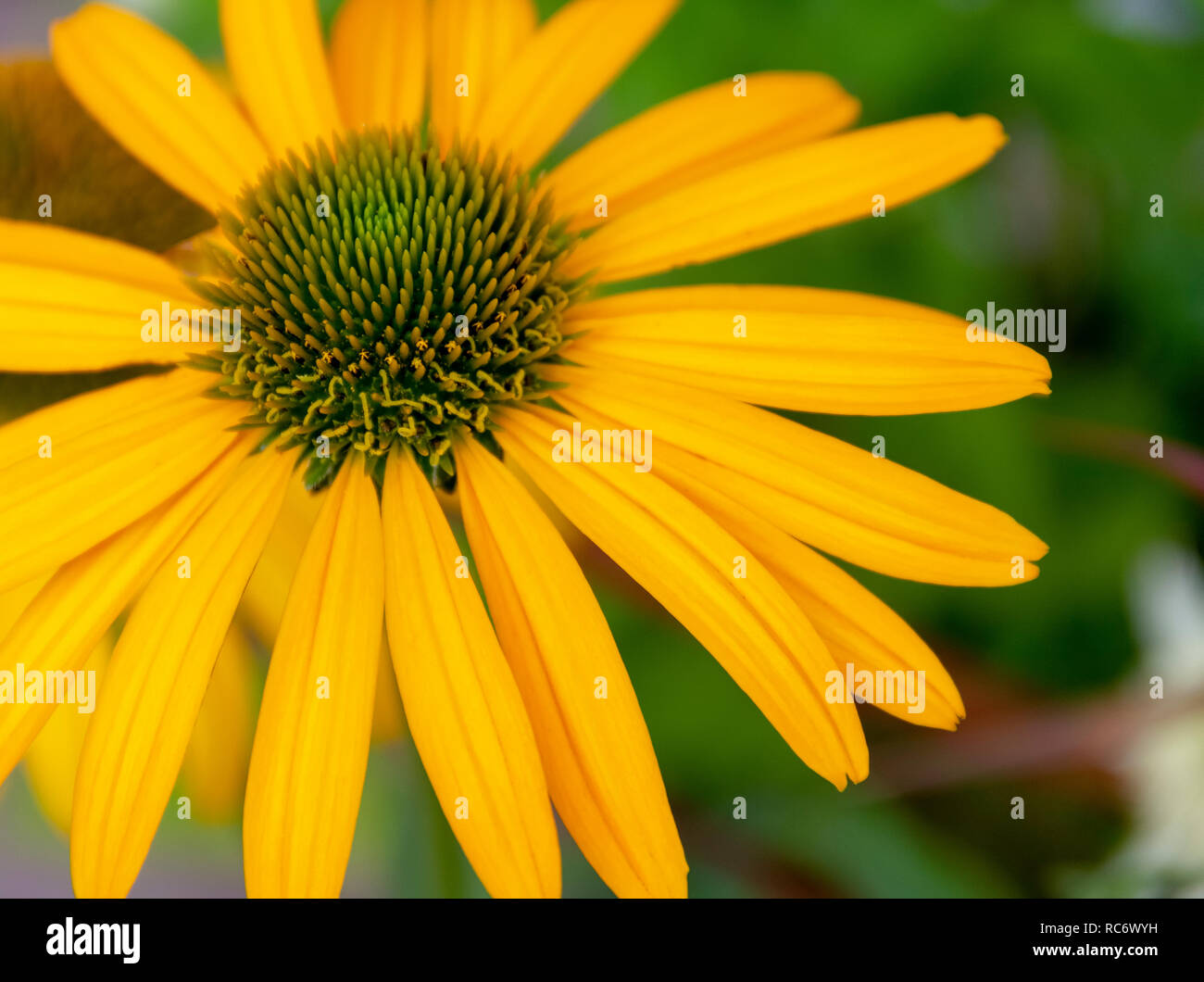 Closeup Shot Showing A Yellow Aster Flower Head Stock Photo Alamy