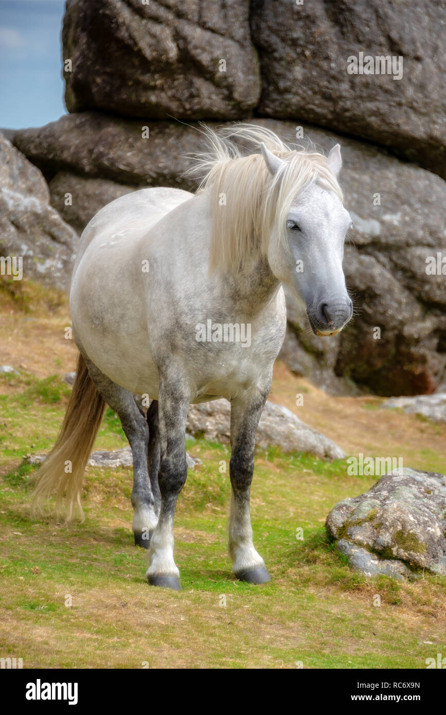 Dartmoor Pony near Saddle Tor, Dartmoor, Devon, UK Stock Photo