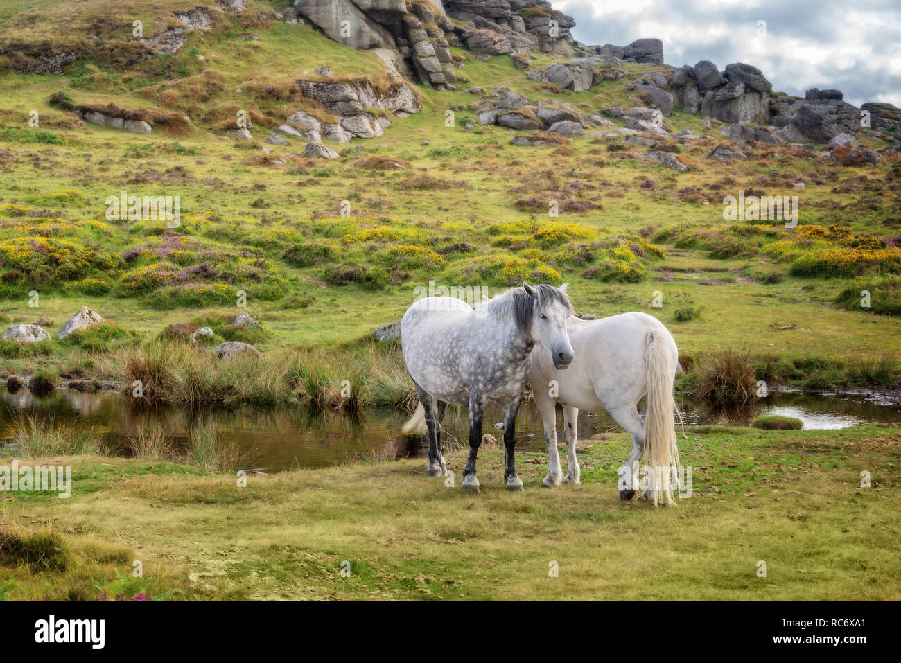 Dartmoor Ponies near Saddle Tor, Dartmoor, Devon, UK Stock Photo