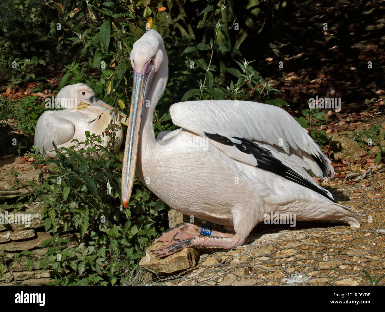 Eastern White Pelican (pelecanus onocrotalus) Stock Photo