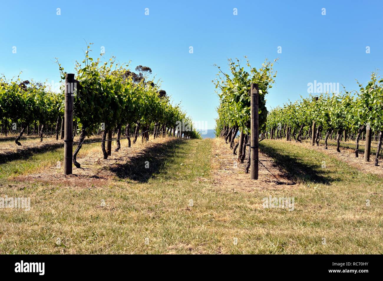 Zonzo estate vineyard, Yarra valley, Australia Stock Photo