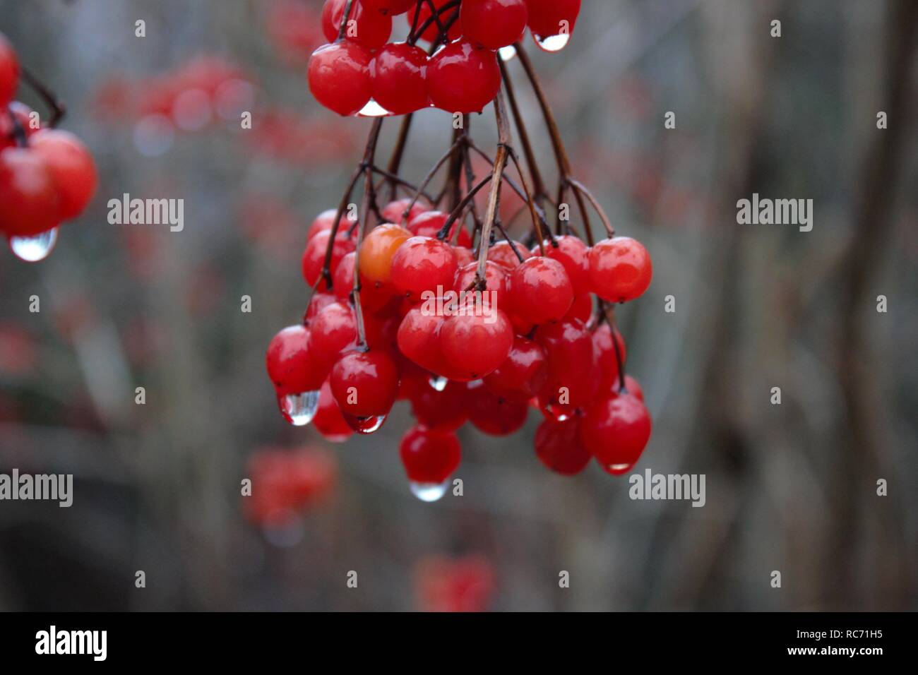 Berries of a guelder rose (Viburnum opulus) with water drops on a rainy day in winter. Stock Photo