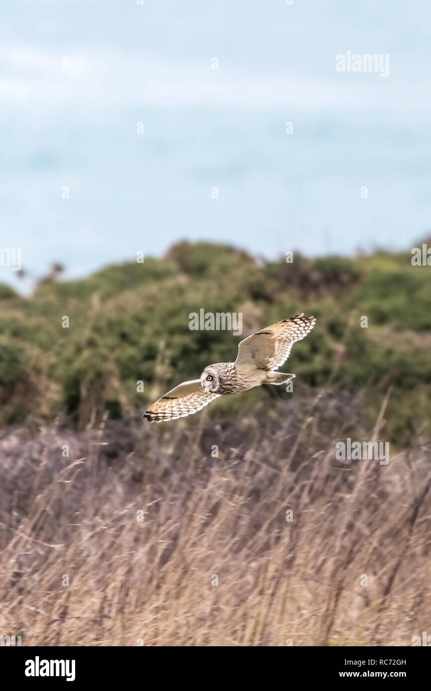 A Short Eared Owl Asio flammeus in flight Nature on Pentire Point East in Newquay Cornwall UK. Stock Photo