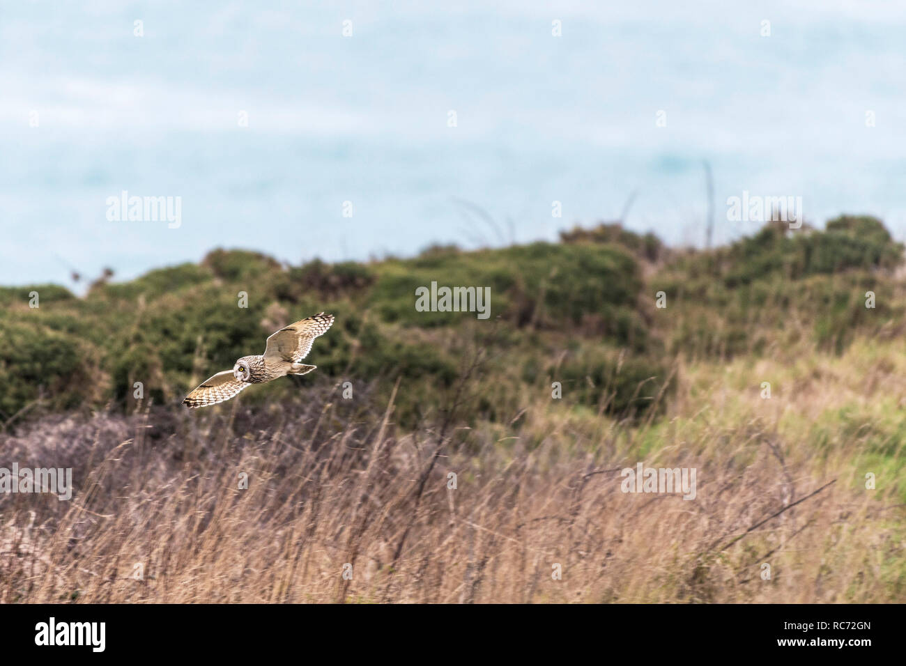 A Short Eared Owl Asio flammeus in flight Nature on Pentire Point East in Newquay Cornwall UK. Stock Photo