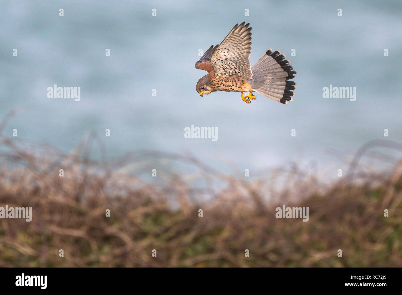 A Common Kestrel Falco tinnunculus hovering and hunting for prey. Stock Photo