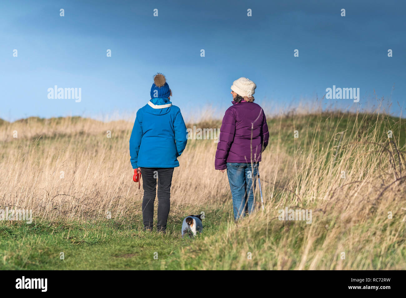 Two women walking a dog through a field in Cornwall. Stock Photo