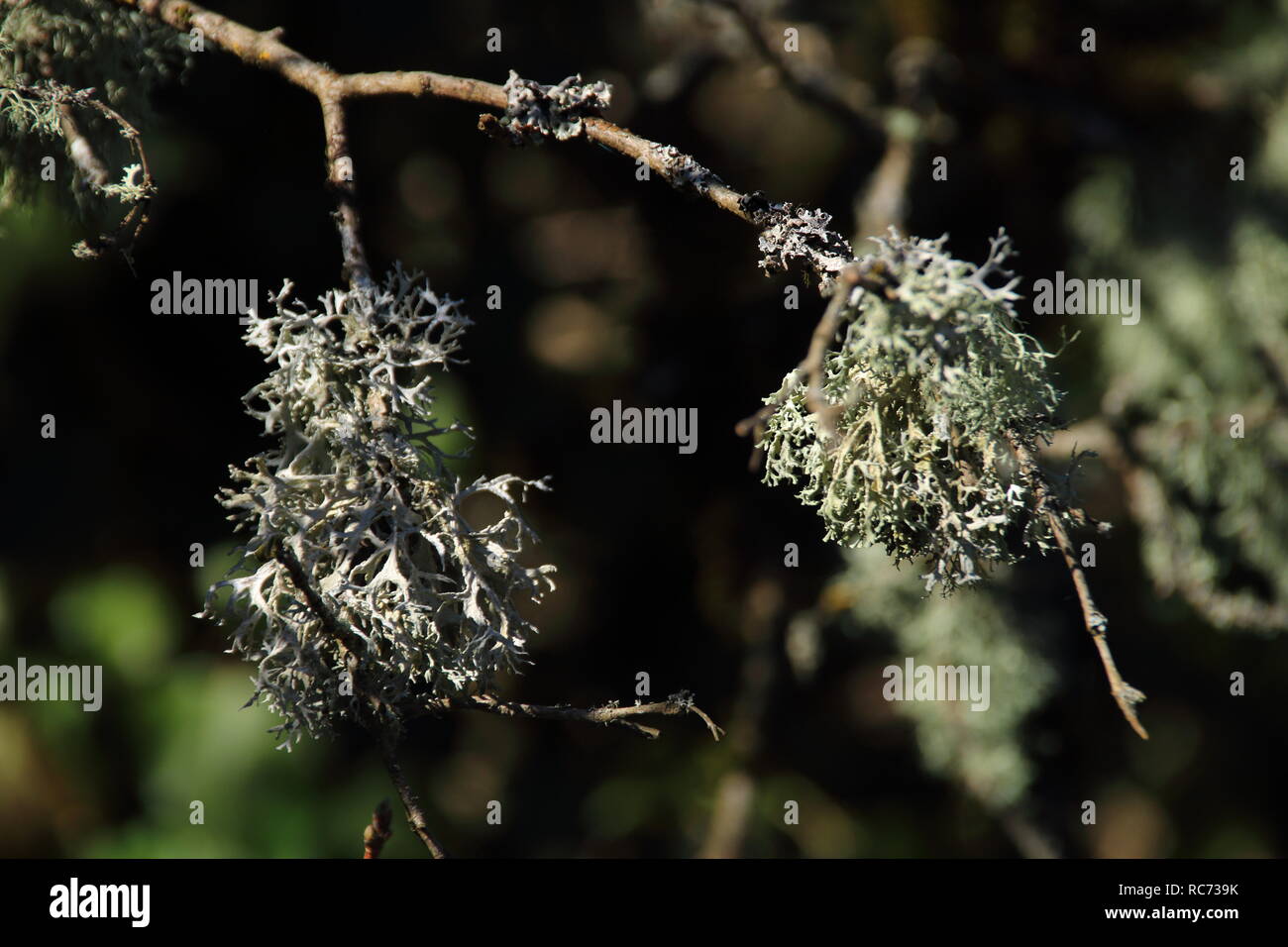 lichen on the branch of a tree Stock Photo