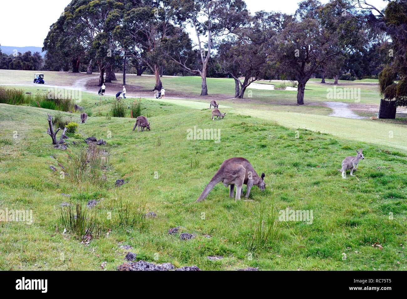 Kangaroos grazing on a golf course Stock Photo