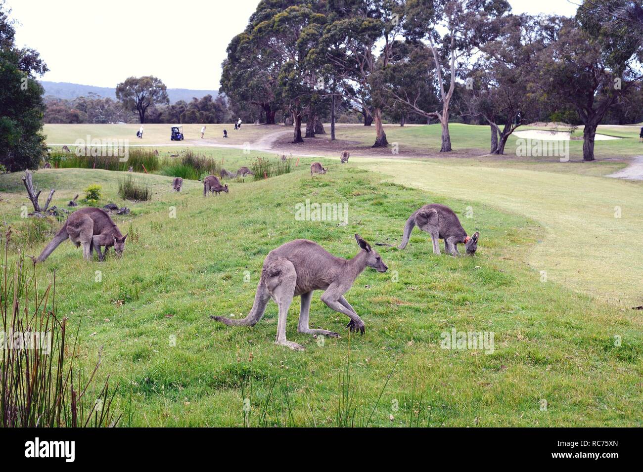 Kangaroos grazing on a golf course Stock Photo