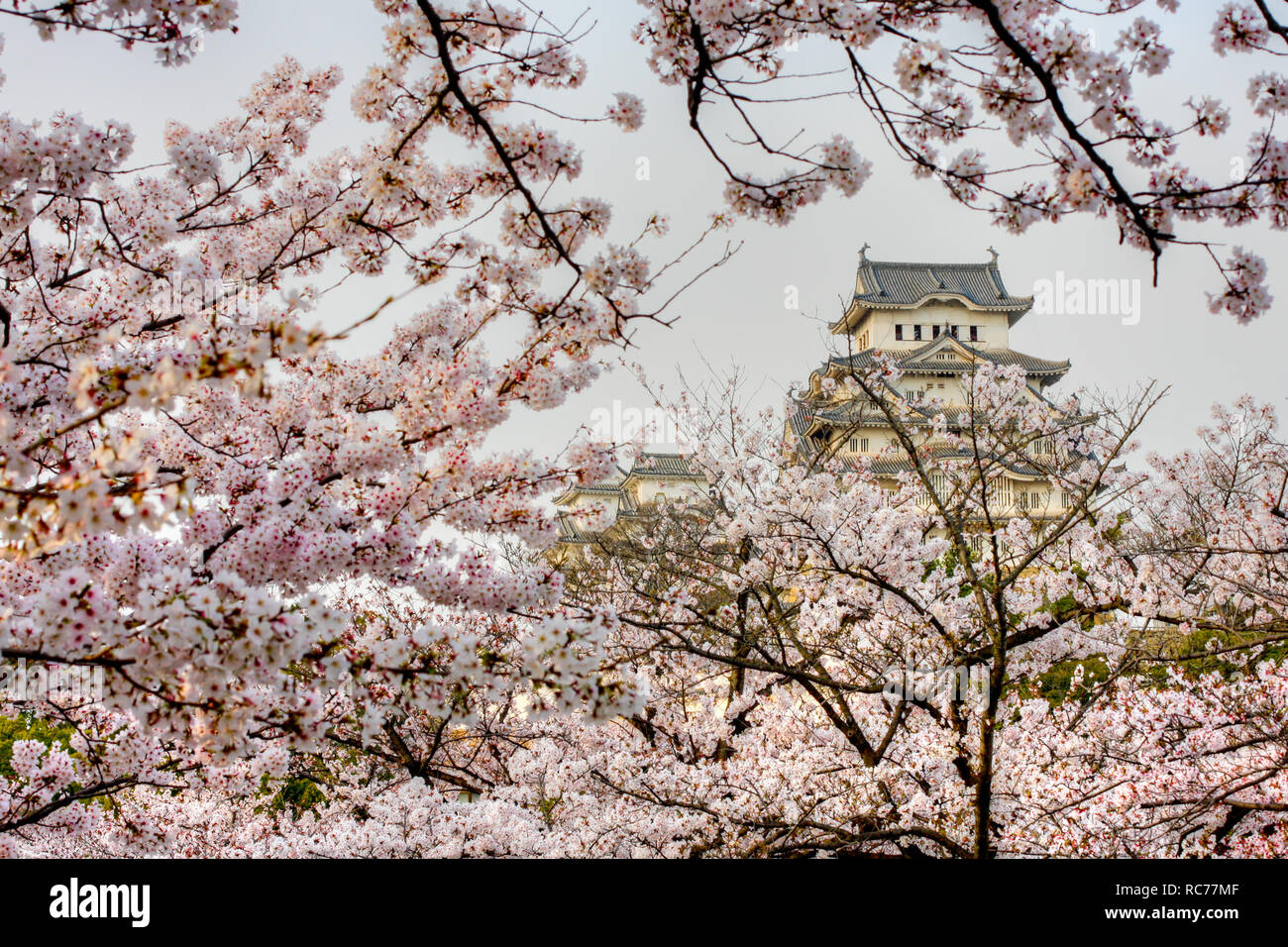 view of Himeji castle framed through sakura blossoms Stock Photo Alamy