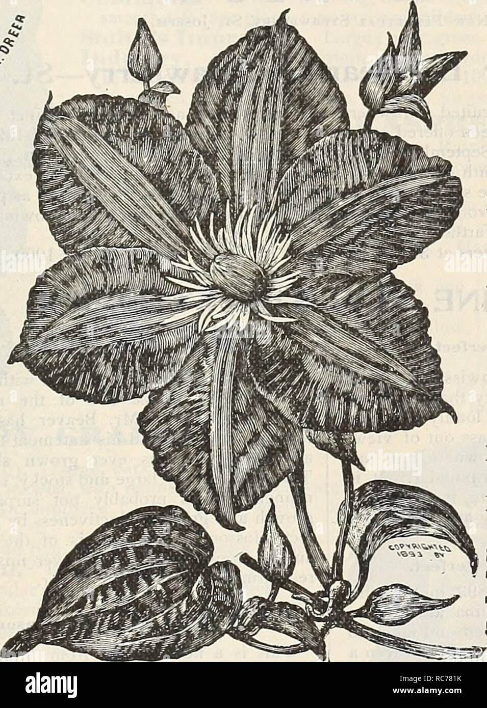 . Dreer's garden calendar : 1900. Seeds Catalogs; Nursery stock Catalogs; Gardening Equipment and supplies Catalogs; Flowers Seeds Catalogs; Vegetables Seeds Catalogs; Fruit Seeds Catalogs. Small Flower- ing Clematis. Clematis Cocciuea. A very handsome, hardy climber, bearing thick bell-shaped flowers of a bright coral-red color; bloums with wonderful profusion from June un- til frost. 25 cts. each; 5 for 11.00. Clematis Crispa. A very beautiful species, bearing an abundance of pretty bell-shaped, fragrant, lavender flow- ers with white centre. Blooms from June until frost, 25 cts. each; 5 for Stock Photo