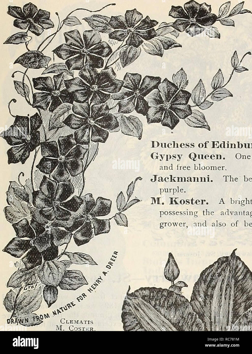 . Dreer's garden calendar : 1900. Seeds Catalogs; Nursery stock Catalogs; Gardening Equipment and supplies Catalogs; Flowers Seeds Catalogs; Vegetables Seeds Catalogs; Fruit Seeds Catalogs. 175. Small Flower- ing Clematis. Clematis Cocciuea. A very handsome, hardy climber, bearing thick bell-shaped flowers of a bright coral-red color; bloums with wonderful profusion from June un- til frost. 25 cts. each; 5 for 11.00. Clematis Crispa. A very beautiful species, bearing an abundance of pretty bell-shaped, fragrant, lavender flow- ers with white centre. Blooms from June until frost, 25 cts. each;  Stock Photo