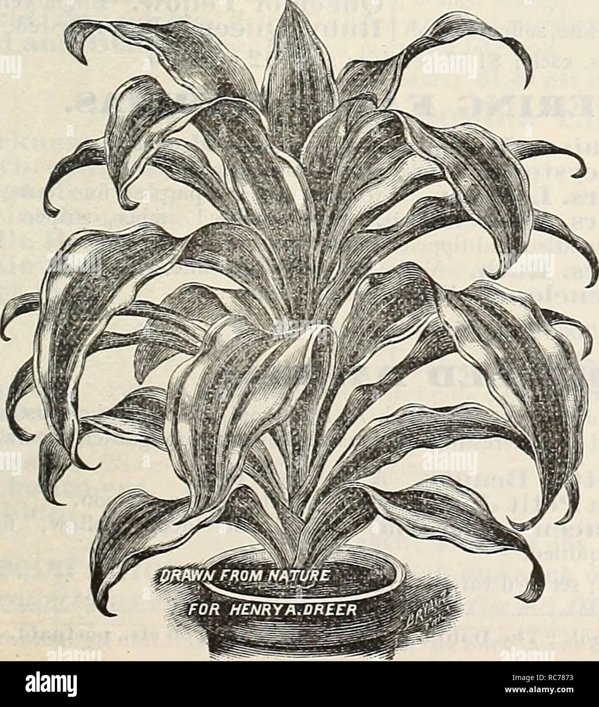 . Dreer's garden calendar : 1900. Seeds Catalogs; Nursery stock Catalogs; Gardening Equipment and supplies Catalogs; Flowers Seeds Catalogs; Vegetables Seeds Catalogs; Fruit Seeds Catalogs. CVCAS Revoluta, Sago Palm.. CYPERUS. ((ITmbrella Plant.) See page 111. DRACAENAS. A niabilis. A strong growing variety, prettily variegated green, white and pale violet tuining to rose. 50 cts. and §1.00 each. Briianti. A most useful var- iety, with heavy dark green foliage, making an excellent house plant, standing the dry atmosphere of living rooms. 30 cts. and 50 cts. each. FragrailS. A superb African sp Stock Photo
