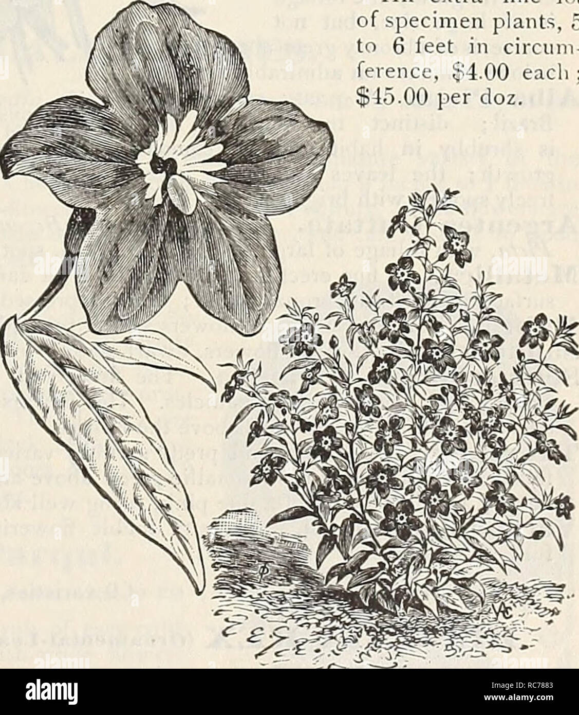 . Dreer's garden calendar : 1900. Seeds Catalogs; Nursery stock Catalogs; Gardening Equipment and supplies Catalogs; Flowers Seeds Catalogs; Vegetables Seeds Catalogs; Fruit Seeds Catalogs. BOUGAINVILLEA SaNDFRIANA of'.pecimen plants, 5 to 6 feet in circum- feience, $4.00 each ; 5 00 per doz. BROl^AEEIA SPECIOSA MAJOR. A giant flowering form of this beautiful genus, flowering continually summer and winter, which may be grown either in the border or as a pot plant. Its beautiful ultramarine blue color, which is rare in all classes of plants, makes it especially valuable and desirable. (See cut. Stock Photo