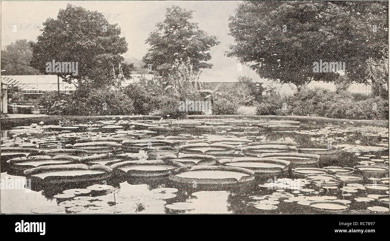 . Dreer's garden calendar : 1900. Seeds Catalogs; Nursery stock Catalogs; Gardening Equipment and supplies Catalogs; Flowers Seeds Catalogs; Vegetables Seeds Catalogs; Fruit Seeds Catalogs. 106 NE^W FRENCH HARDY WATER LILIES. Nyniplisea 3Iarliacea rvibra punctata. Large and beautiful flowers of a deep rosy-purple, with orange stamens. Certificated by the Mass. Horticultural Society. $1-5.00 each. Nyiupbgea Fulva. Flowers pale yellow with bright red, resembling a flower of the Tulip Tree; stamens golden yellow. Certificated by the Mass. Horticultural Society. 61000 each. Nyniijlltea Rubiusonii. Stock Photo