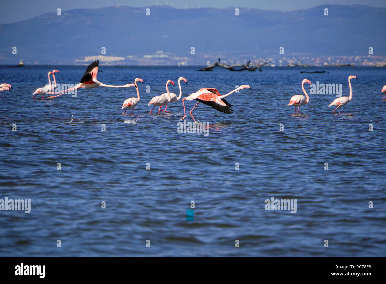 A flock of Greater Flamingo (Phoenicopterus roseus) in flight. Photographed at the Delta of Evros river, Thrace, Greece. in October Stock Photo