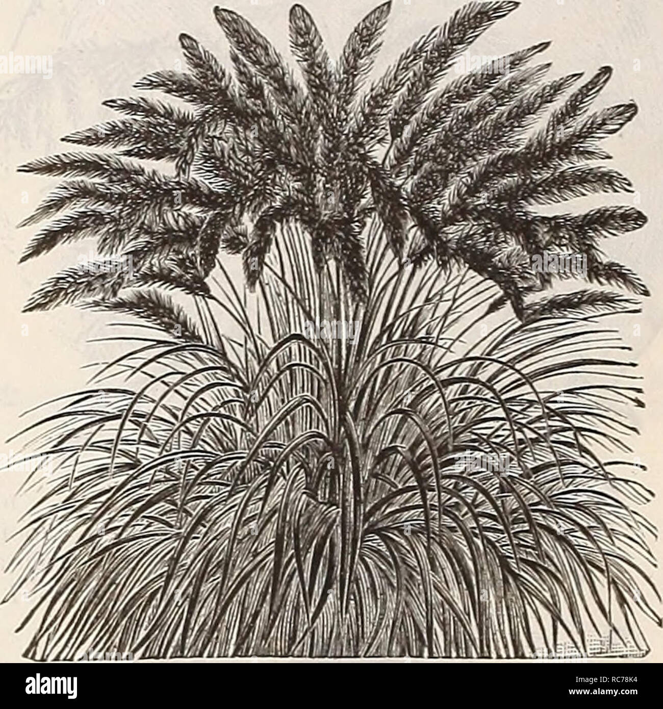 . Dreer's garden calendar : 1900. Seeds Catalogs; Nursery stock Catalogs; Gardening Equipment and supplies Catalogs; Flowers Seeds Catalogs; Vegetables Seeds Catalogs; Fruit Seeds Catalogs. PER PKT. 2641 B r i z a Maxima {Quaking Grass). In great demand for ornamental work and grass bouquets.. 5 2642 B r o ui u s Brizaefor- mis. A graceful variety, , with drooping panicles; per- ennial 5 2644 Coix liachrymae {Job'sTears). Broad, corn- like leaves and hard, shin- ing, pearly seeds; annual. Per oz.. 15 cts 5 2646 Erianthus Raven- use. Perennial ; exquisite plumes resembling the Pam- pas. Fine fo Stock Photo