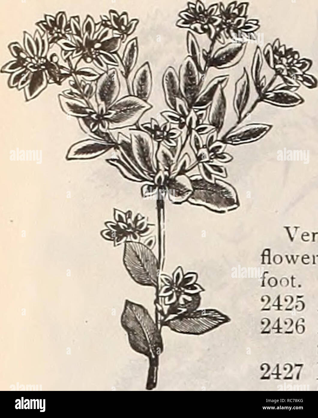 . Dreer's garden calendar : 1900. Seeds Catalogs; Nursery stock Catalogs; Gardening Equipment and supplies Catalogs; Flowers Seeds Catalogs; Vegetables Seeds Catalogs; Fruit Seeds Catalogs. IHENRTADREER-PNIlADPHIAI'ASf RELIABlE-fLOWERSEEDS. Euphorbia Vakiegata. ECCREMOCARPUS SCABER. (Chilian Glory-flower.) per pkt, 2394 A beautiful annual climber. Trained to a trellis or waii, it forms an ornamental object throughout the summer, its bright orange tulnilar flowers contrasting effectively with the delicate green of the foliage. (See cut.) 10 ESCHSCHOETZIA. (Calitoriiia Popi&gt;y.) Very attractiv Stock Photo