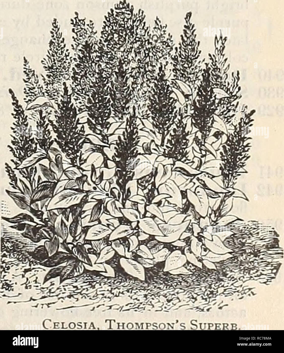 . Dreer's garden calendar : 1900. Seeds Catalogs; Nursery stock Catalogs; Gardening Equipment and supplies Catalogs; Flowers Seeds Catalogs; Vegetables Seeds Catalogs; Fruit Seeds Catalogs. Celosia. Glas Prize Eeatliered Varieties. Make fine plants for large beds or groups, and the plumes or flowers can be cut and dried for winter bouquets. 1867 T li o ni p s o n 's Superb ( Triomplie de /' Exposition^. This variety has attracted general attention in the public gardens of Paris. Pyramidal in growth, at- taining a height of a little more than 2 feet, nnd produces beau- tiful large spikes of the Stock Photo