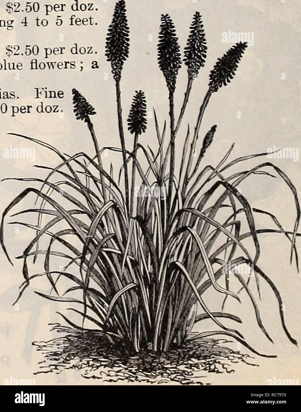 . Dreer's garden calendar : 1897. Seeds Catalogs; Nursery stock Catalogs; Gardening Equipment and supplies Catalogs; Flowers Seeds Catalogs; Vegetables Seeds Catalogs; Fruit Seeds Catalogs. Double Russian Violet. Sedum Fabarium. An upright growing variety 15 to 18 inches high, flowers soft rosy-pink. 15 cts. each, 81 50 per doz. Spirea Filipendula Double. Numerous corymbs of double white flowers, and pretty fern-like foliage. 25 cts. each, 82.50 per doz. Spirea Palmata—(Crimson Meadow Sweet.) One of the most beautiful hardy plants in cultivation. The deep purple red of the stems and branches,  Stock Photo