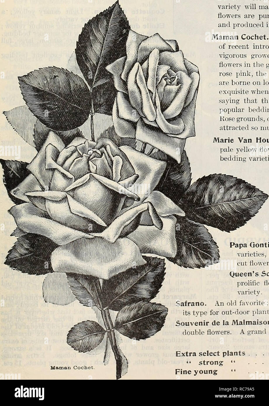 . Dreer's garden calendar : 1897. Seeds Catalogs; Nursery stock Catalogs; Gardening Equipment and supplies Catalogs; Flowers Seeds Catalogs; Vegetables Seeds Catalogs; Fruit Seeds Catalogs. Vase of Roses.. Maman Cochet Hermosa. Undoubtedly the best pink bedding Rose in cultivation ; an old favorite. La Neige. A comparatively new Bengal or Daily Rose. But few Roses of this class are offered, and this lovely variety will make a welcome addition to our list. The flowers are pure white, of medium size, very double, and produced in the greatest profusion. Maman Cochet. Undoubtedly the finest beddin Stock Photo