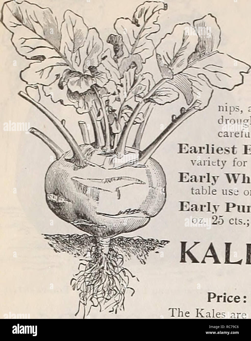 Dreer's garden calendar : 1898. Seeds Catalogs; Nursery stock Catalogs;  Gardening Catalogs; Flowers Seeds Catalogs; Vegetables Seeds Catalogs. 32  DREER'S RELIABLE SEEDS.. IvO ri L= RA BI (Turnip=rooted Cabbage).  Kohl-Rabi, Ger.