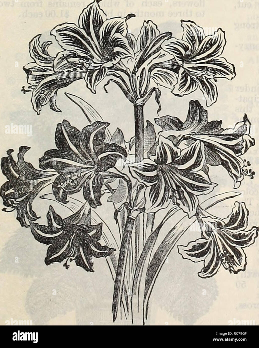 . Dreer's garden calendar : 1897. Seeds Catalogs; Nursery stock Catalogs; Gardening Equipment and supplies Catalogs; Flowers Seeds Catalogs; Vegetables Seeds Catalogs; Fruit Seeds Catalogs. Ardisia Crenulata.. house plant in winter. 25. ANTHEHIS CORO- NARIA DOUBLE, One of the most useful plants for bedding or pot culture. It bears its golden yellow double flowers profusely during the season, and can be recommended as a first-chiss edging plant. 15 cts. each ; §1.50 per doz. ARDISIA CRENULATA. A very ornamental green- house plant, with dark evergreen foliage, producing clusters of brilliant red Stock Photo