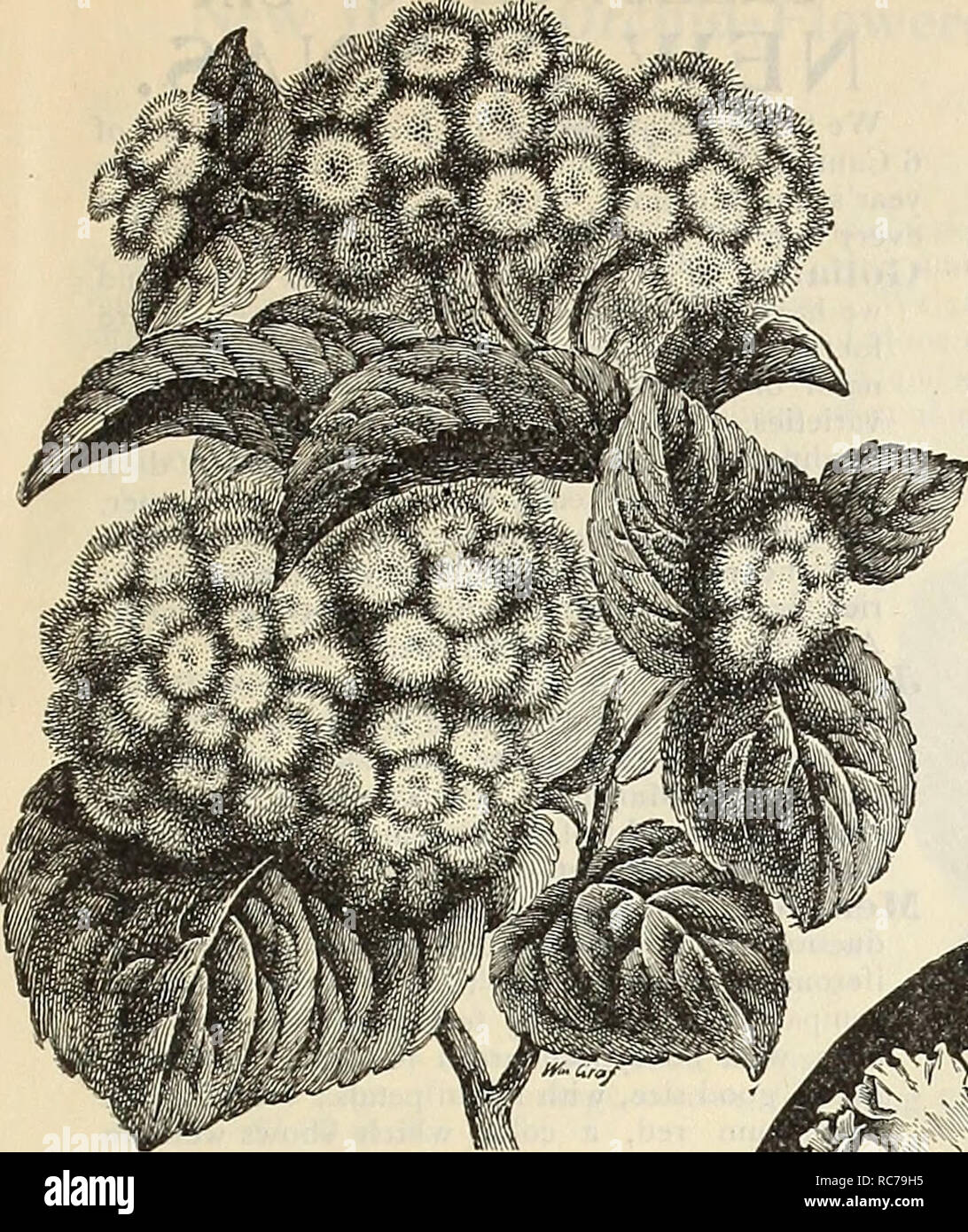 . Dreer's garden calendar : 1898. Seeds Catalogs; Nursery stock Catalogs; Gardening Catalogs; Flowers Seeds Catalogs; Vegetables Seeds Catalogs. NOiL^LND Rere Plants â¢ â¦ â .. Ageratum Princess Pauline ]Vew Frilled Tuberous-rooted Begonia. A most unique form, with very large single flowers which are en- tirely distinct from anything hereto- fore offered, the petals being wavy and beautifully frilled on the edges similar to the newer forms of Pe- tunias. The illustration gives a very good idea of its general appearance. Of German origin, and created a sensation wherever exhibited the past seas Stock Photo