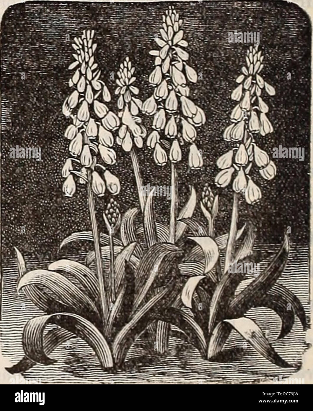 . Dreer's garden calendar : 1897. Seeds Catalogs; Nursery stock Catalogs; Gardening Equipment and supplies Catalogs; Flowers Seeds Catalogs; Vegetables Seeds Catalogs; Fruit Seeds Catalogs. Amorphophallus Rivieri. Caladium Esculentum. Caladiums are too heavy to send by mail, ex- cepting the smallest size ; add to them 2 cts. each for postage One of the most ef- fective plants in cul- tivation for the flower border or for planting out upon the lawn; it will grow in any good garden soil, and is of the easiest culture. To obtain the best result it should be planted where it will obtain plenty of  Stock Photo