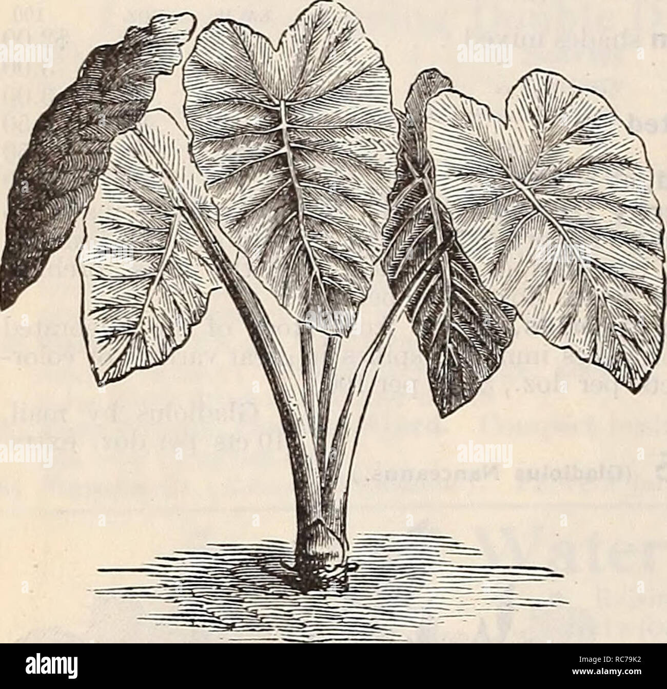 . Dreer's garden calendar : 1897. Seeds Catalogs; Nursery stock Catalogs; Gardening Equipment and supplies Catalogs; Flowers Seeds Catalogs; Vegetables Seeds Catalogs; Fruit Seeds Catalogs. 94 SUMMER FLOWERING BULBS. Amorphophallus Rivieri. Particularly handsome plant for growing either in clumps or as a soli- tary specimen. Should be planted in May in warm sunny situation in extra rich soil; the flowers appear before the leaves and rise to a height of 2 feet and resembles a gigantic black Calla. This is soon followed by the massive tropical looking leaves supported by thick beautifully marble Stock Photo