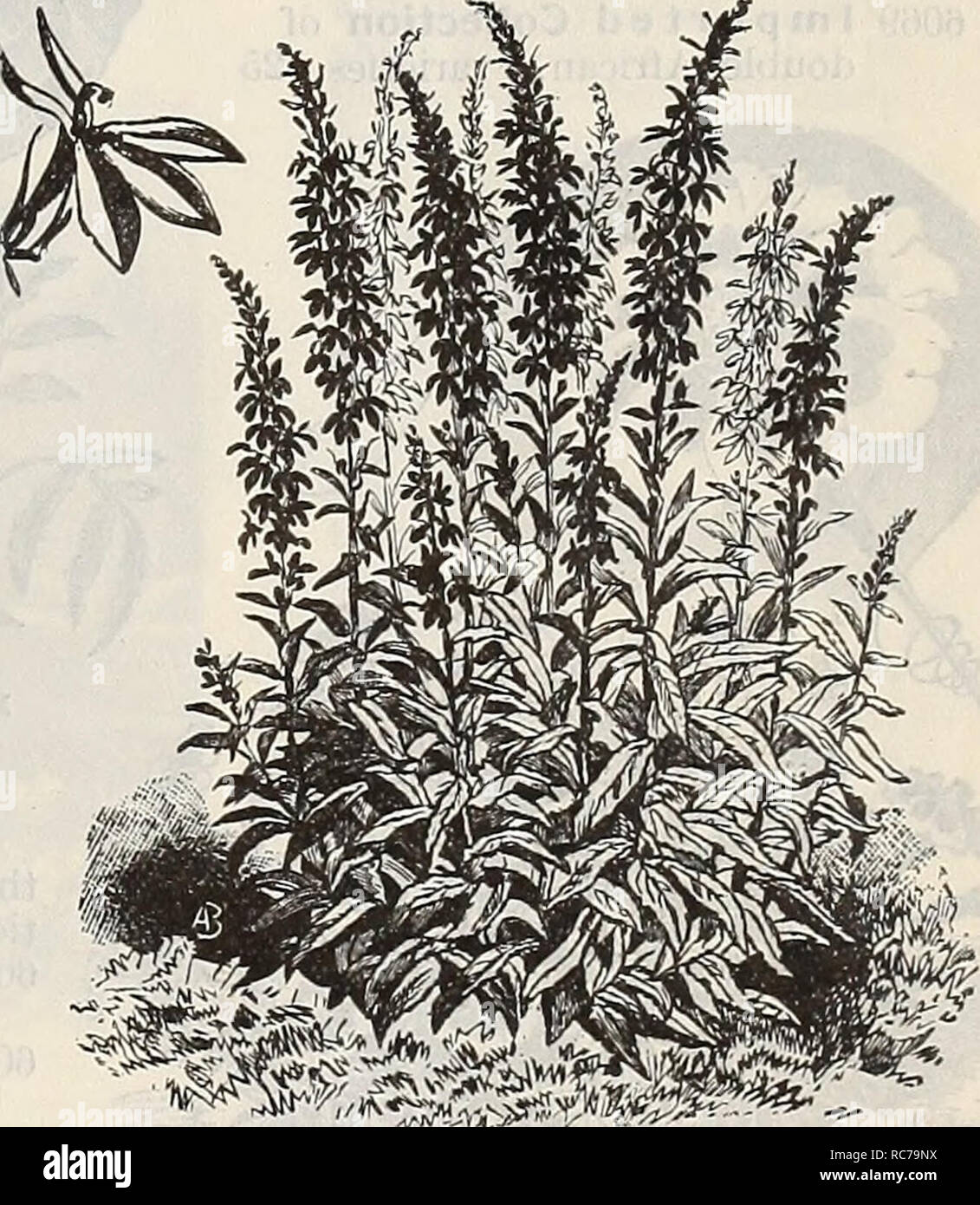 . Dreer's garden calendar : 1897. Seeds Catalogs; Nursery stock Catalogs; Gardening Equipment and supplies Catalogs; Flowers Seeds Catalogs; Vegetables Seeds Catalogs; Fruit Seeds Catalogs. .Lobelia, Barnard's Perpetual. The following dwarf and trailing varieties of this popular and beautiful flowering plant will be found most desirable for pot culture, edgings, hanging-baskets, etc., blooming profusely from June to November. The hardy perennial varie- ties are among the most attractive of our garden favorites, producing beautiful spikes of handsome flowers. COMPACTA VARIETIES. 4 to 6 inches.  Stock Photo