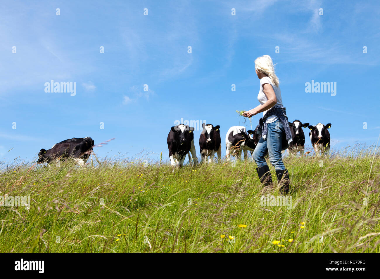 farmer and cows Stock Photo - Alamy